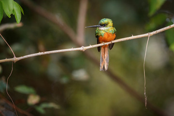 Rufous-tailed Jacamar on a tree in the nature habitat, wild brasil, brasilian wildlife, pantanal, green jungle, birding, Galbula ruficauda