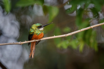 Rufous-tailed Jacamar on a tree in the nature habitat, wild brasil, brasilian wildlife, pantanal, green jungle, birding, Galbula ruficauda