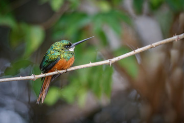 Rufous-tailed Jacamar on a tree in the nature habitat, wild brasil, brasilian wildlife, pantanal, green jungle, birding, Galbula ruficauda