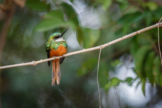 Rufous-tailed Jacamar on a tree in the nature habitat, wild brasil, brasilian wildlife, pantanal, green jungle, birding, Galbula ruficauda