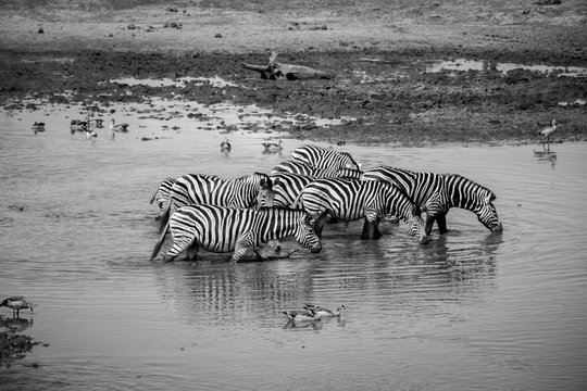 Group of Zebras walking through the water.
