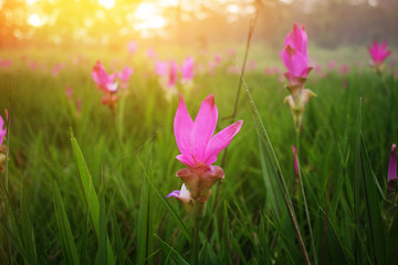 Nature background of pink flower,Siam tulip (Krachiao) during sunrise and sunset at Chaiyaphum province in Thailand is a very popular for photographers and tourists.