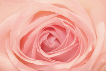 Obraz na płótnie Canvas pink rose flower background