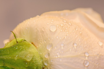 pink rose water drops