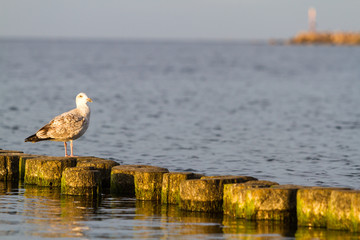 auf Buhne sitzende Möwe Insel Rügen Ostsee