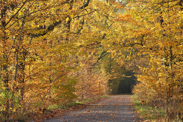 Waldweg im Herbst mit Laubfärbung