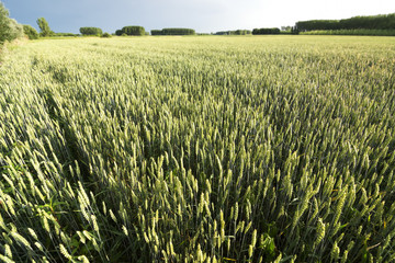 wheat  vegetable  crops in  Castilla fields , Spain