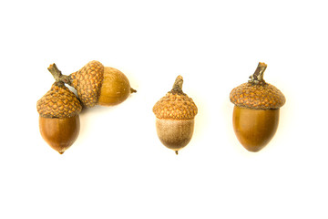 Many dried autumn acorns on over white