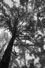 Snow dark tree