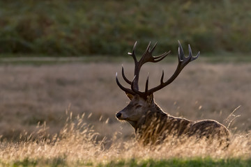Naklejka na ściany i meble Red Deer Stag backlit, lying in golden grass with green foliage background.