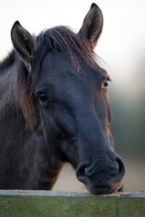 Head shot of a Konik pony nibbling gate with white background.