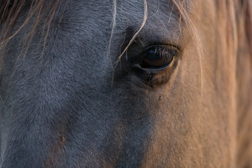 Close up of a Konik ponies eye and forelock