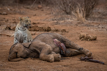 Leopard standing at an Elephant carcass.