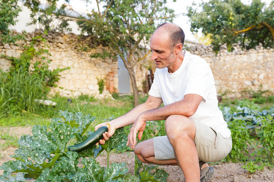 Man harvest squashes in garden