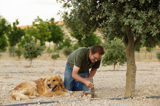 Man digging a hole and the dog sits near