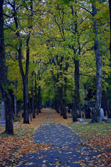 Naklejka premium Walkway on cemetery. Leaves on a ground.