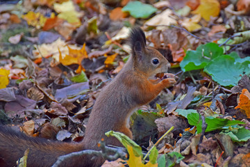 Squirrel is carrying an acorn on autumn park.