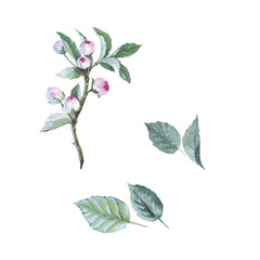 Wildflower apple flower in a watercolor style isolated. Aquarelle wild flower for background, texture, wrapper pattern, frame or border.