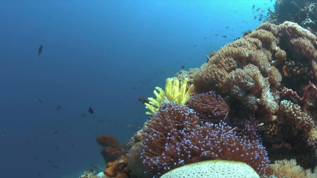 Coral reef with Anemonefish, Anthias and Damselfishes. 4k footage