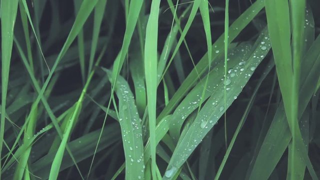 Dew on green leaves