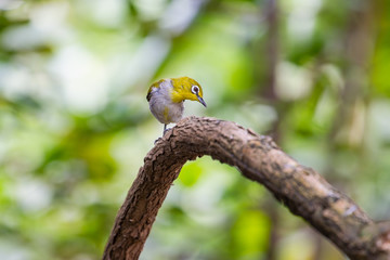 Oriental White-eye Bird of Thailand