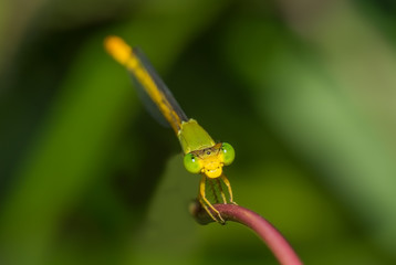 Yellow Waxtail Damselfly (Ceriagrion coromandelianum) perched on a tiny branch
