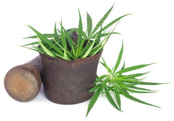 Cannabis or marijuana leaves in a vintage mortar