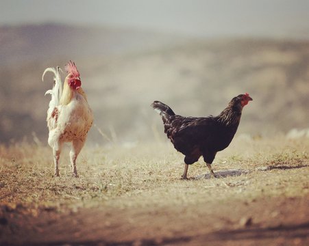 Horoz ve Tavuk