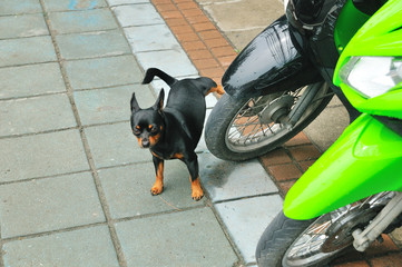 A miniature pinscher dog pee on a motorcycle's wheel