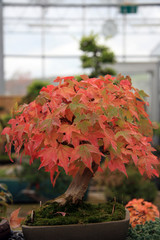 Red maple / Maple bonsai in a greenhouse in Switzerland