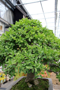 Littel tree / Tree in the form of bonsai garden