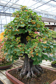 Bonsai  / Tree in the form of bonsai garden in Switzerland