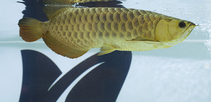 blue malayan arowana