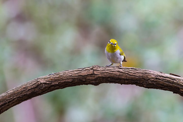 Oriental White-eye Bird of Thailand