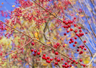 background branch of a tree with yellow leaves and red berries in autumn