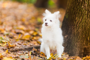 Fototapeta premium Cute white puppy