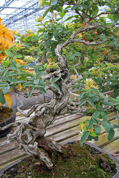 Bonsai / Tree in the form of bonsai garden in Switzerland