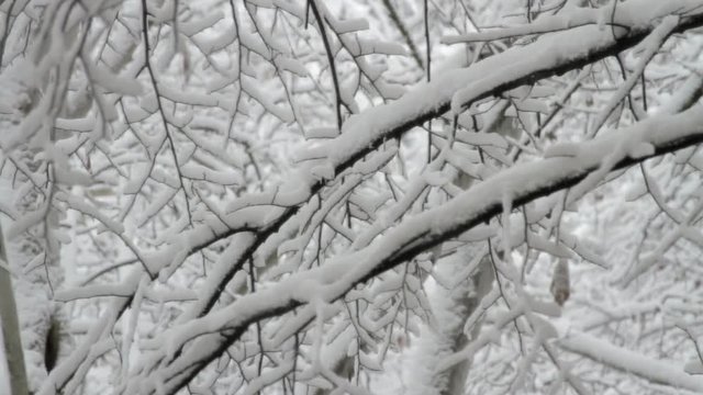 Close Up Of Tree Braches Covered In Snow, Snow Storm, Winter, Background