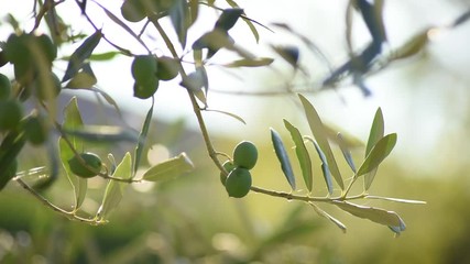 Olive tree