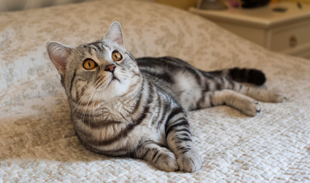 Cute American Shorthair Cat Kitten