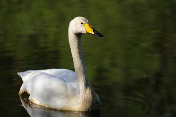 Singschwan