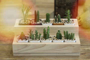 Potted small diamond cylinder Are arranged on shelves.
