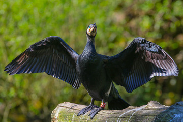 Kormoran