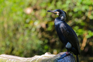Kormoran