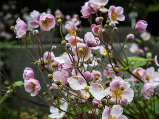 blooming colorful flowers in a garden