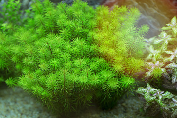 They decorated a small tree in the aquarium.
