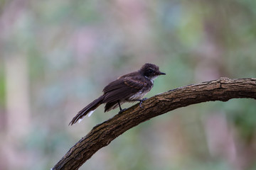 Pied Fantail bird sitting on bracnh