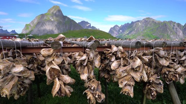 Lofoten islands fish heads drying on racks