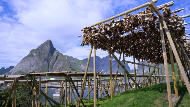 Lofoten islands fish heads drying on racks