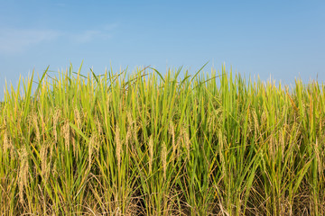Paddy jasmine rice farm in Thailand with blue sky
